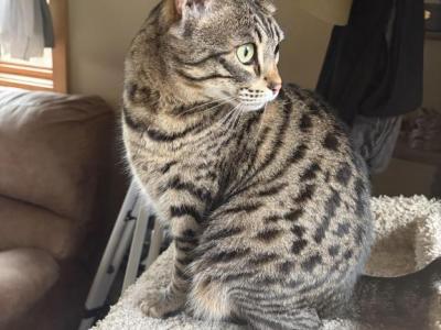 Artemis - Savannah - Gallery Photo #1