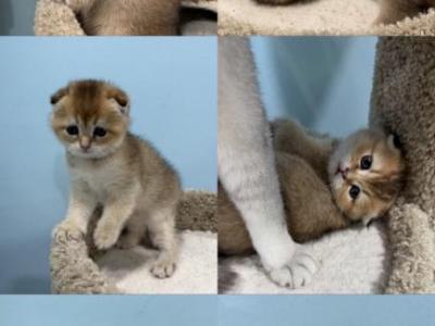 Litter A - Scottish Fold - Gallery Photo #1