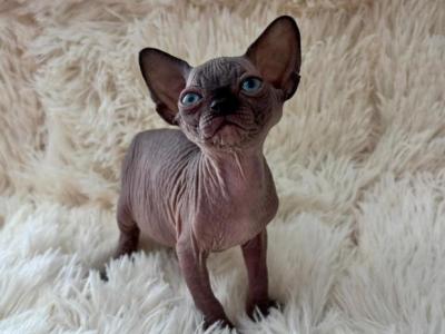 Mario - Sphynx - Gallery Photo #1