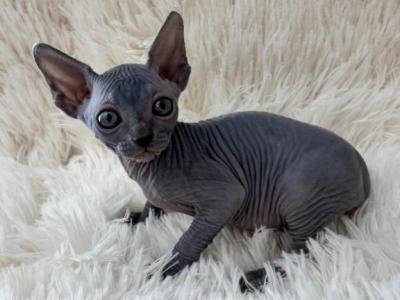 Luigi - Sphynx - Gallery Photo #1