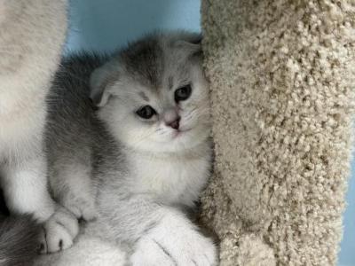 Annabelle - British Shorthair - Gallery Photo #1