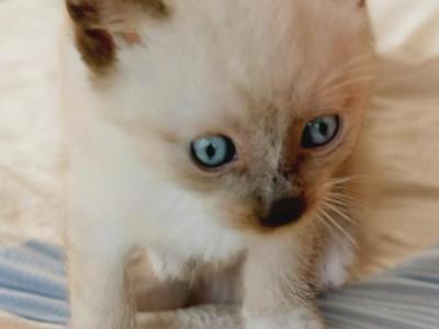 Brighteyes' 2 Boys - Snowshoe - Gallery Photo #1