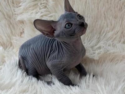Princess - Sphynx - Gallery Photo #1