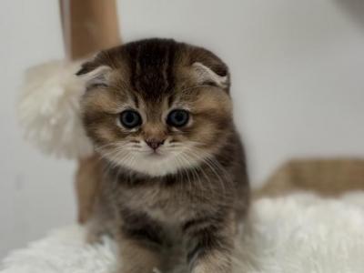 Half And Half Chinchilla Male Kitten - Scottish Fold - Gallery Photo #1