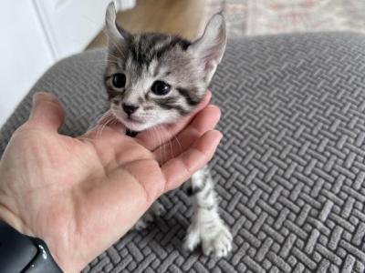 Montana Highland Lynx - Highlander - Gallery Photo #1