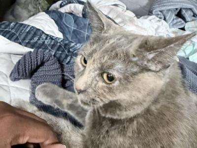 Duchess - Domestic - Gallery Photo #1