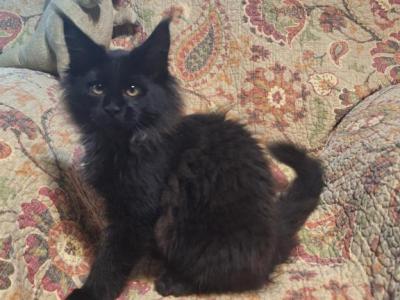 Myrtle And Selwyn Litter - Maine Coon - Gallery Photo #1