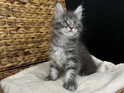 Highway Maine Coon - Maine Coon - Gallery Photo #1