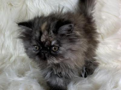 Tortie Peke - Persian - Gallery Photo #1
