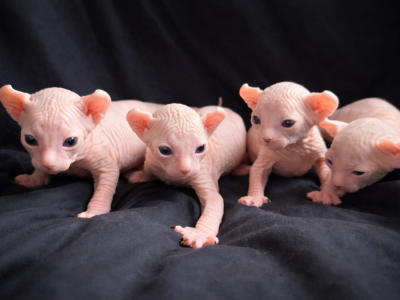 Medusa's Litter - Sphynx - Gallery Photo #1