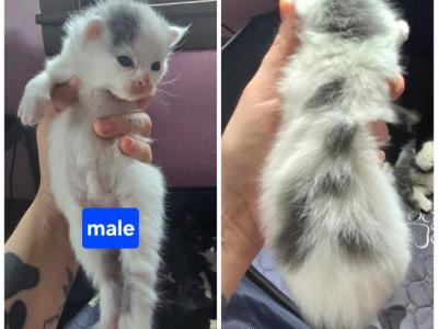 Furry Sphynx - Sphynx - Gallery Photo #1