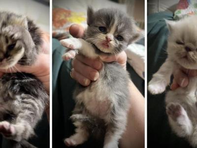 Eli And Evan Persian Boys - Persian - Gallery Photo #1