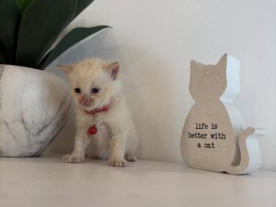 Sullies Red Collar - Ragdoll - Gallery Photo #1