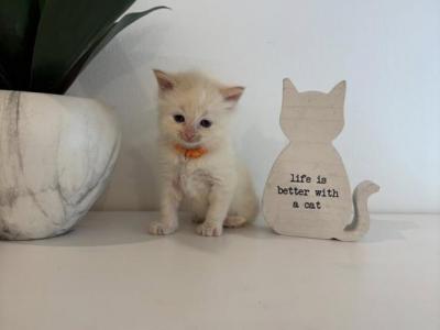 Sullies Orange Collar - Ragdoll - Gallery Photo #1