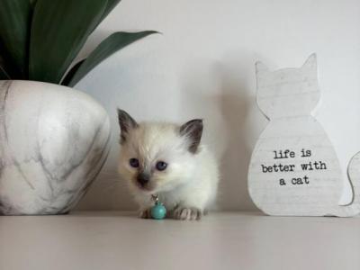Sullies Teal Collar - Ragdoll - Gallery Photo #1