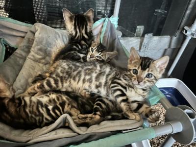 Kali - Bengal - Gallery Photo #1