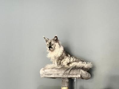 Samson - Maine Coon - Gallery Photo #1