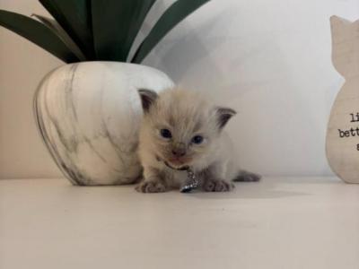 Anorie's Black Collar - Ragdoll - Gallery Photo #1