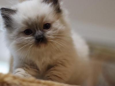 Seal Mitted - Ragdoll - Gallery Photo #1