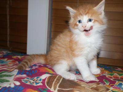 Iris - Maine Coon - Gallery Photo #1