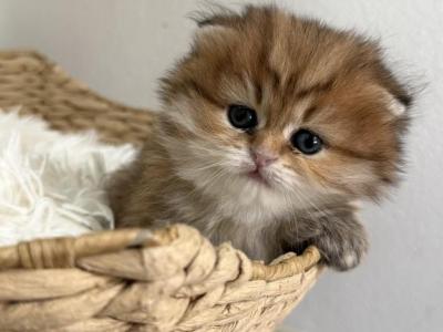 Lion The King - Scottish Fold - Gallery Photo #1
