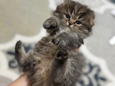 Scottish Fold Longhair - Scottish Fold - Gallery Photo #1