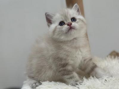 Silver Chinchilla - Scottish Straight - Gallery Photo #1