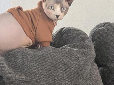 Joey - Domestic - Gallery Photo #1