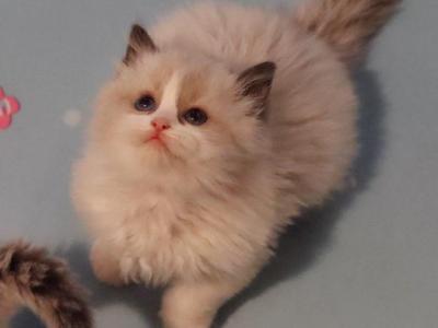 Seal Bicolor - Ragdoll - Gallery Photo #1