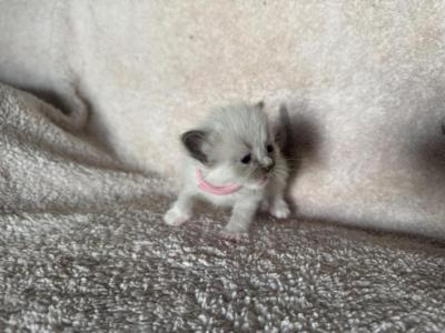 Miss Pink - Ragdoll - Gallery Photo #1