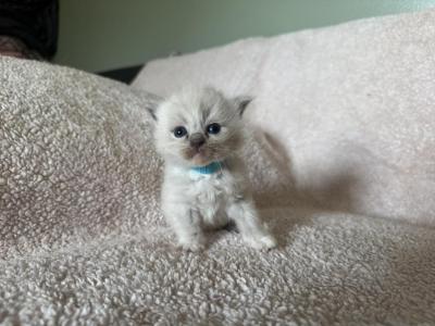Mister Light Blue - Ragdoll - Gallery Photo #1