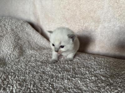 Mister Magenta - Ragdoll - Gallery Photo #1
