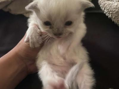 Kitten Girl - Ragdoll - Gallery Photo #1