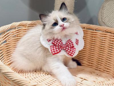 Tom - Ragdoll - Gallery Photo #1