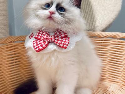 Jerry - Ragdoll - Gallery Photo #1