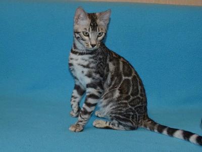 Sevastian - Bengal - Gallery Photo #1