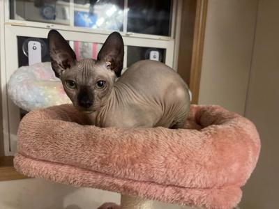 Sphynx Kittens - Sphynx - Gallery Photo #1