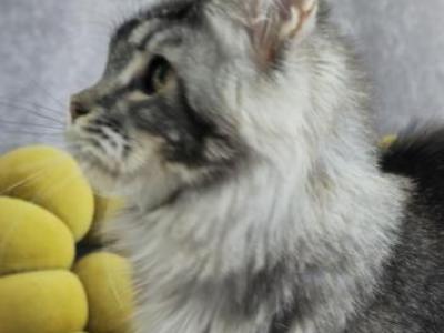 Smith N Wesson - Maine Coon - Gallery Photo #1