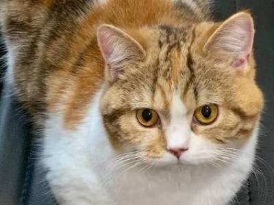 Fortuna - British Shorthair - Gallery Photo #1