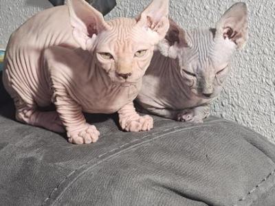 Pink Litter - Sphynx - Gallery Photo #1