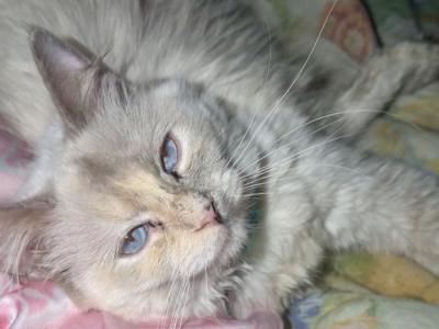 Acacia - Ragdoll - Gallery Photo #1