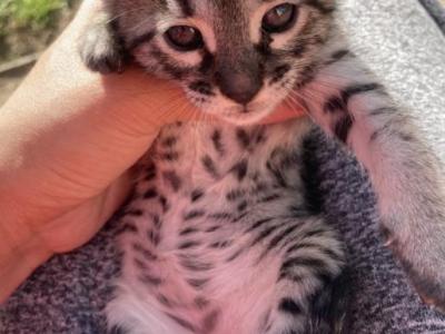 Silver Savannah - Savannah - Gallery Photo #1