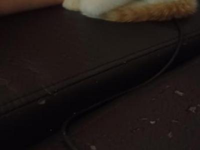 Not Named Yet - Colorpoint Shorthair - Gallery Photo #1