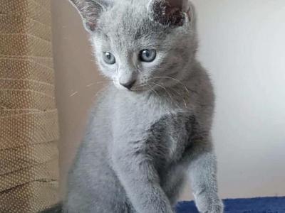 Russsian Blue Kitten - Russian Blue - Gallery Photo #1