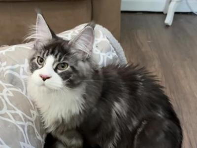 Loki - Maine Coon - Gallery Photo #1