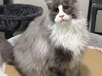 Thor - Maine Coon - Gallery Photo #1