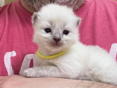 Trixie - Ragdoll - Gallery Photo #1