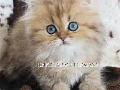 Kittens Due - Persian - Gallery Photo #1