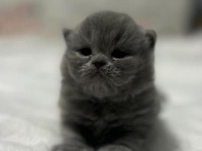 Cfa Blue Female Persian Kitten - Persian - Gallery Photo #1