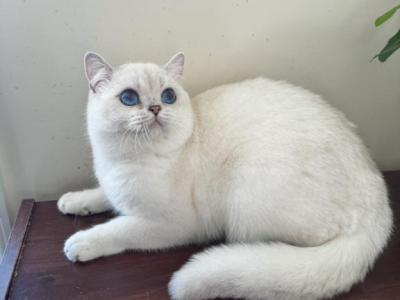 Sky British Shorthair Blue Eyed Boy - British Shorthair - Gallery Photo #1